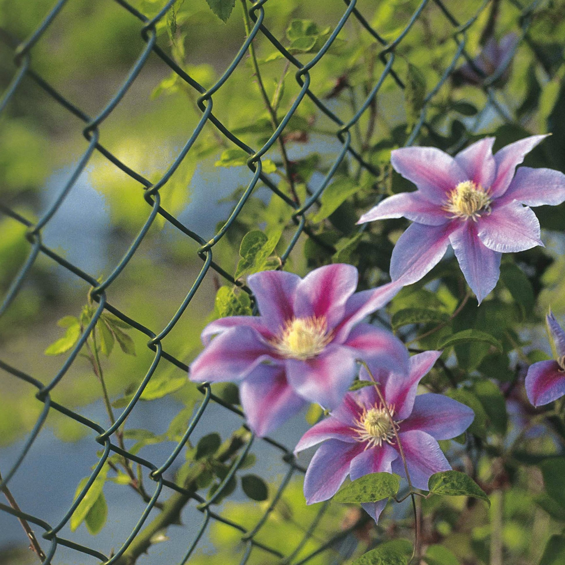 Betafence Plasitor zwart Harmonicagaas 1800mm x 25m