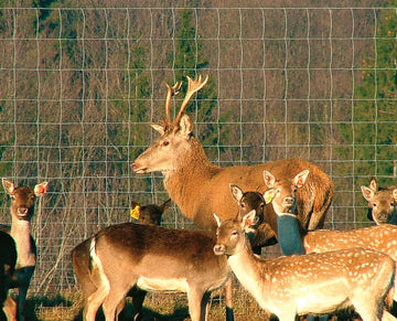 Omheining voor dieren NL